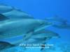 <p>drift dive with big group of dolphins - www.newsonbijou.com</p>