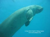 photo was taken by www.newsonbijou.comrDuring daily dive we came across the SEA COW, what an amazing diving experience.