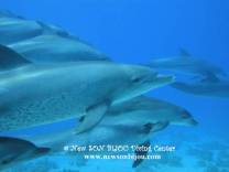 <p>drift dive with big group of dolphins - www.newsonbijou.com</p>