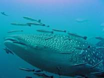 Whale Shark from Chaloklum Diving in the Gulf of Thailand.