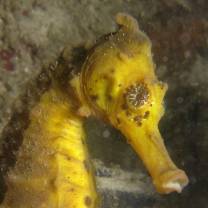 Close up of a Spiny Seahorse seen by Chaloklum Diving at a Koh Phangan local dive site.