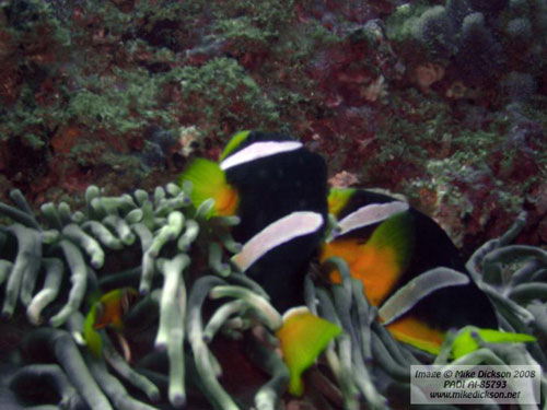 sebae_anemonefish.jpg