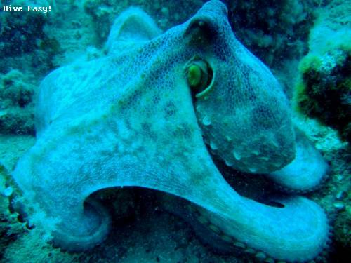 kouloura_reef_octopus.jpg