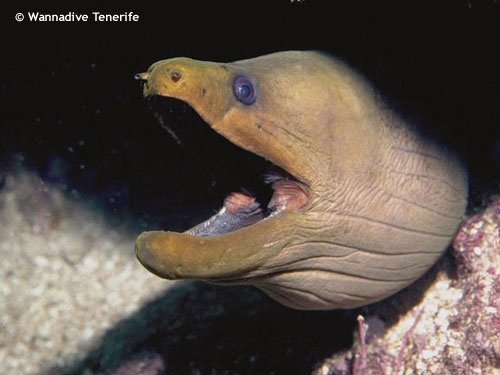 brown_moray_wide_opened_mouth.jpg