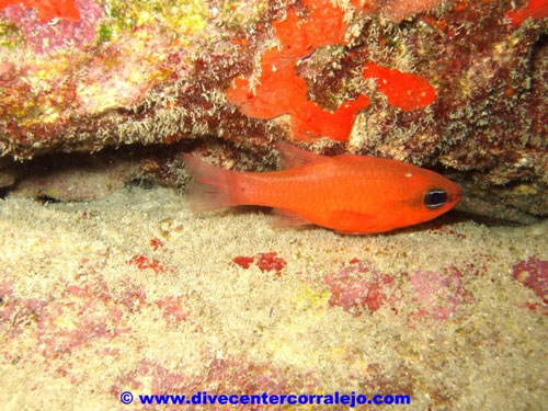 nice_red_small_aquarium_fish.jpg