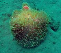 Dive Spot  Mainit. Went out with Liquid Dumaguete in Dauin. Awesome time.