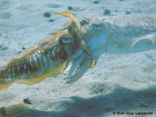 two_cuttlefish_in_love.jpg