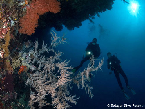 divers_enjoying_coral_walls.jpg