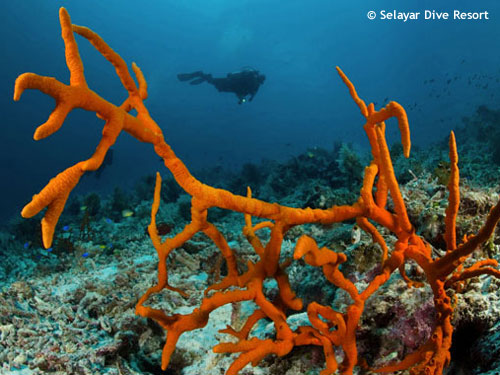 red_coral_south_sulawesi.jpg