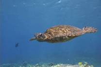 <p>Turtle in Fiji</p>