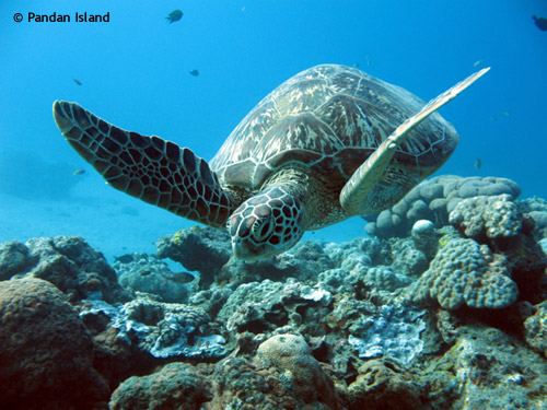 turtle_pandan_island.jpg