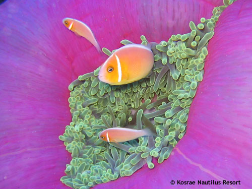 clownfish_beautiful_purple_anemone.jpg