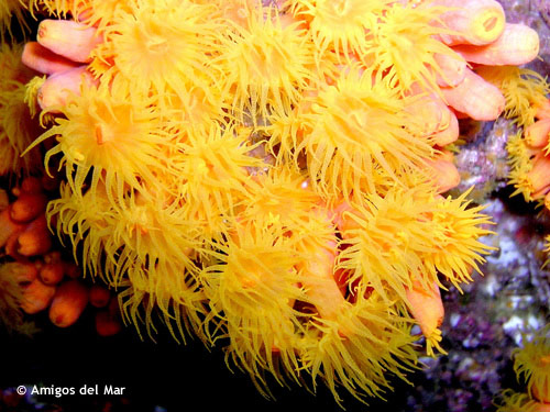 yellow_cup_coral.jpg