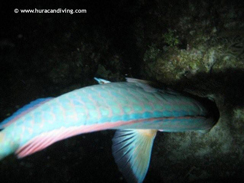 rainbow_parrotfish_night_dive.jpg