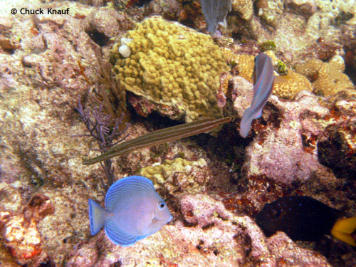 aquarium_fish_dry_rocks.jpg