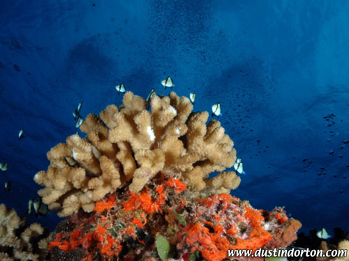 corals_mili_atoll.jpg