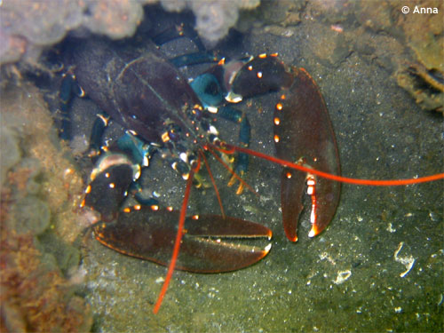 lobster_kabelaars_rif_zeeland.jpg