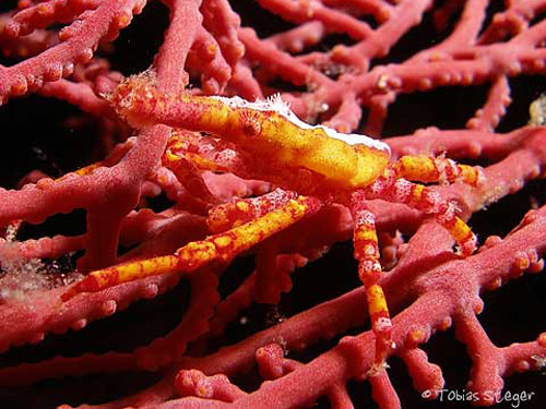 inhabitants_red_coral.jpg