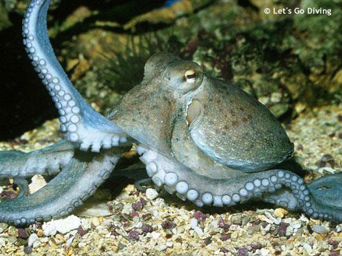 many_armed_octopus.jpg