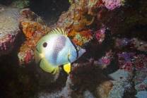 <p>This is a fairly common Banded Butterfly fish.  I have been impressed by the size the tropicals reach in the Cayman Islands</p>