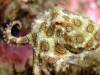 <p>Tiny Blue Ringed octopus see at Gato Island</p>