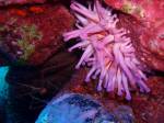 A good look under the rocks on our volcanic reefs usually brings something exciting, here is a vibrant pink anenome and an arrow crab.