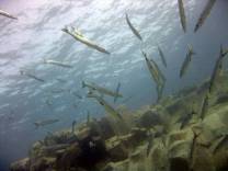 Roncadores Del Faro or more commonly known as the Stepps dive site, these barracuda are usually found in the shallow waters where there are an abundance of young fish.