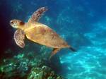 <p>Loggerhead Turtle at Hol Chan Canyons Marine Reserve, near Ambergris Caye, Belize and Cayo Espanto Island Resort</p>