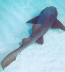 <p>Nurse Shark at Shark and Ray Alley, near Ambergris Caye, Belize and Cayo Espanto Island Resort</p>