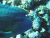 <p>Napoleon wrasse, Daedalus Reef</p>