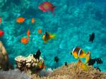<p>Like an aquarium, Daedalus reef</p>