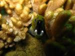 <p>green moray eel</p>