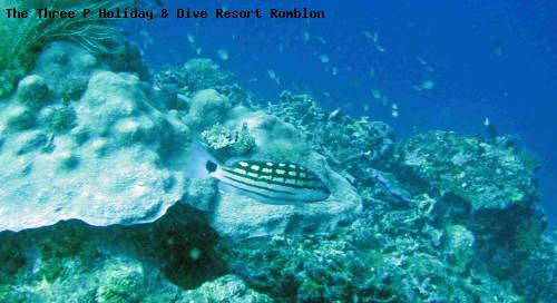 the_three_p_holiday_dive_resort_romblon_25.jpg