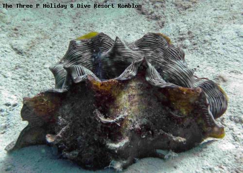 the_three_p_holiday_dive_resort_romblon_30.jpg