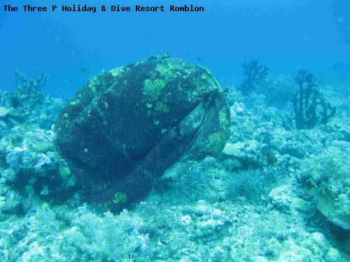 the_three_p_holiday_dive_resort_romblon_34.jpg