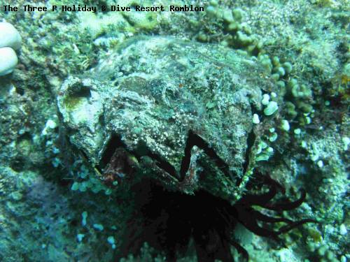 the_three_p_holiday_dive_resort_romblon_57.jpg
