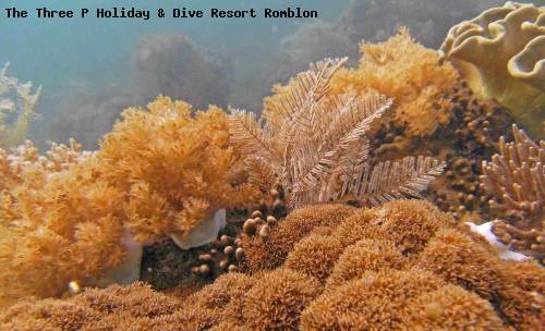 the_three_p_holiday_dive_resort_romblon_77.jpg