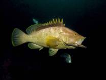 <p>Maori Cod from Fly Point</p>