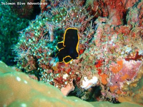 an_underwater_jewel__a_tiny_baby_spadefish_at_treasure_hunt_.jpg