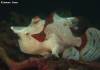 <p>Clown frogfish in dauin sanctuary</p>
