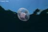 <p>jellyfish floating over napantao wall</p>