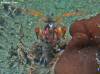 <p>small mantis shrimp defend his burrow</p>