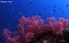 <p>pinkk soft corals at white beach dive site</p>
