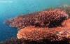 <p>there are plenty healthy table corals in just 5m depth</p>