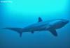 <p>pelagic thresher shark on monad shoal at close range</p>