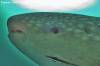 <p>close up of whale shark eye</p>