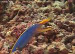 <p>this ribbon eel as it's home on coral rubble</p>