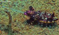 <p>feeding flamboyant cuttlefish at dive site ghost town in southern leyte</p>