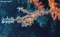 <p>the harlequin ghostpipe fish is always a delight</p>