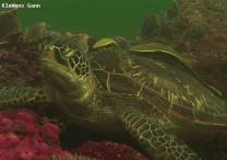 <p>green turtle relaxing on coral block</p>